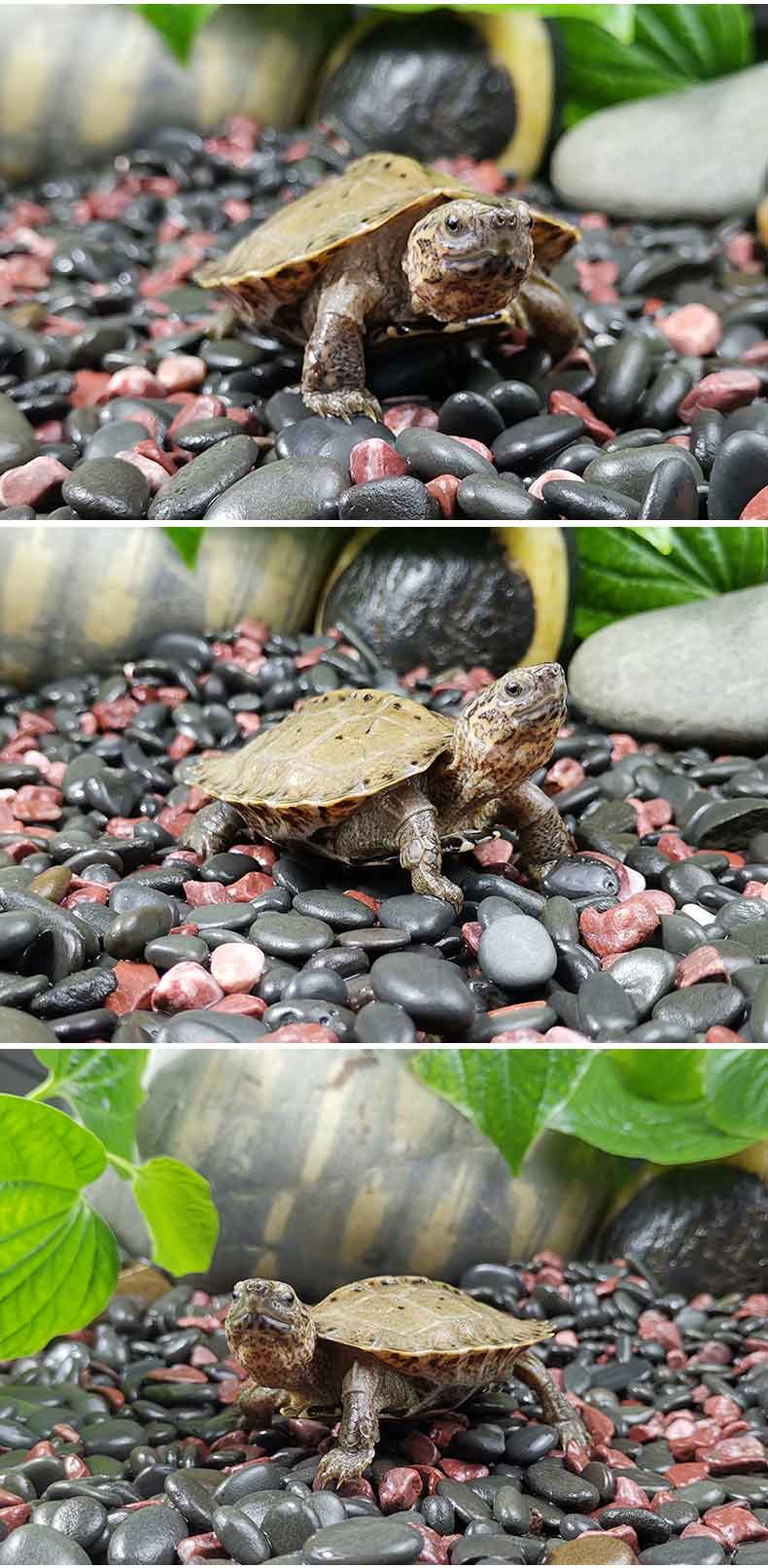 亚洲巨龟饲养新手必看干货，汇集所有饲养管理知识（下集）