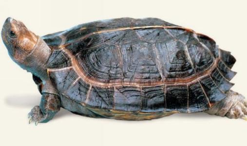常见水龟半水龟乌龟寿命长短统计